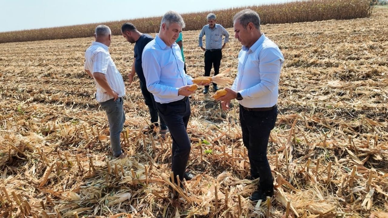 Adana’da Mısır Hasadı Başladı Bereket Tarlalarda (2)