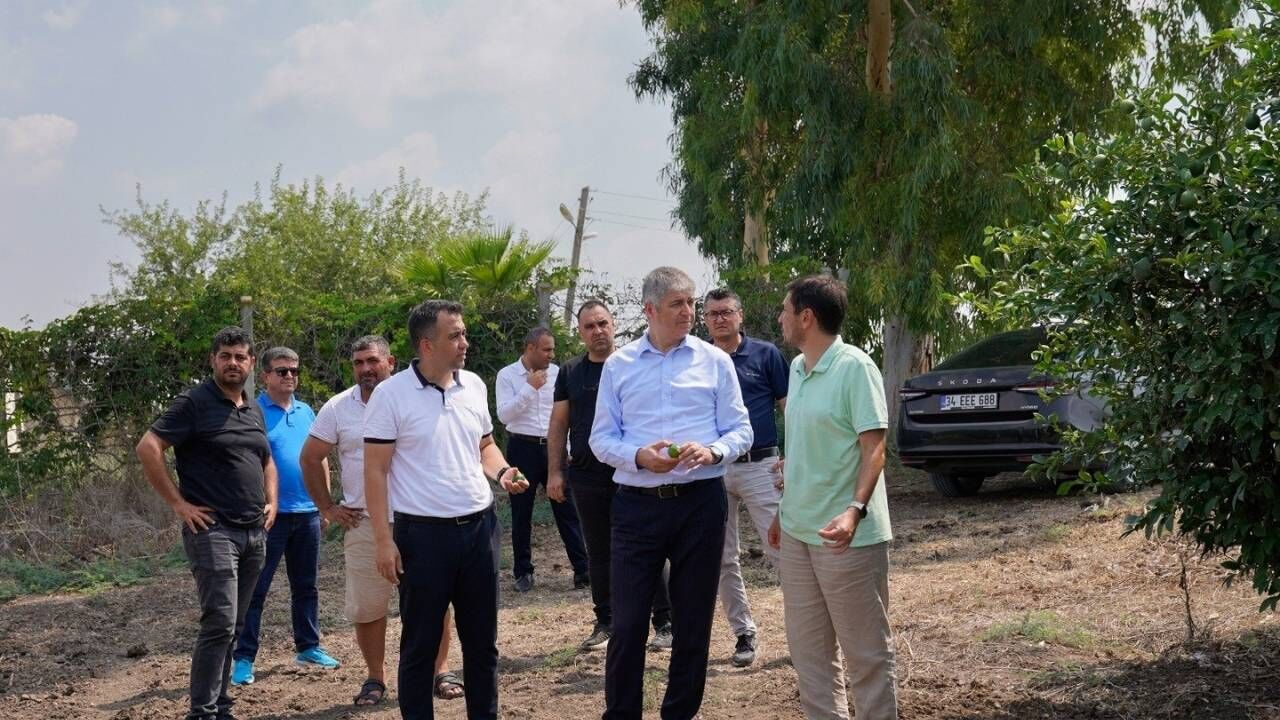 Adana’da Turunçgil Bahçelerinde Hasat Öncesi Saha Incelemesi (1)