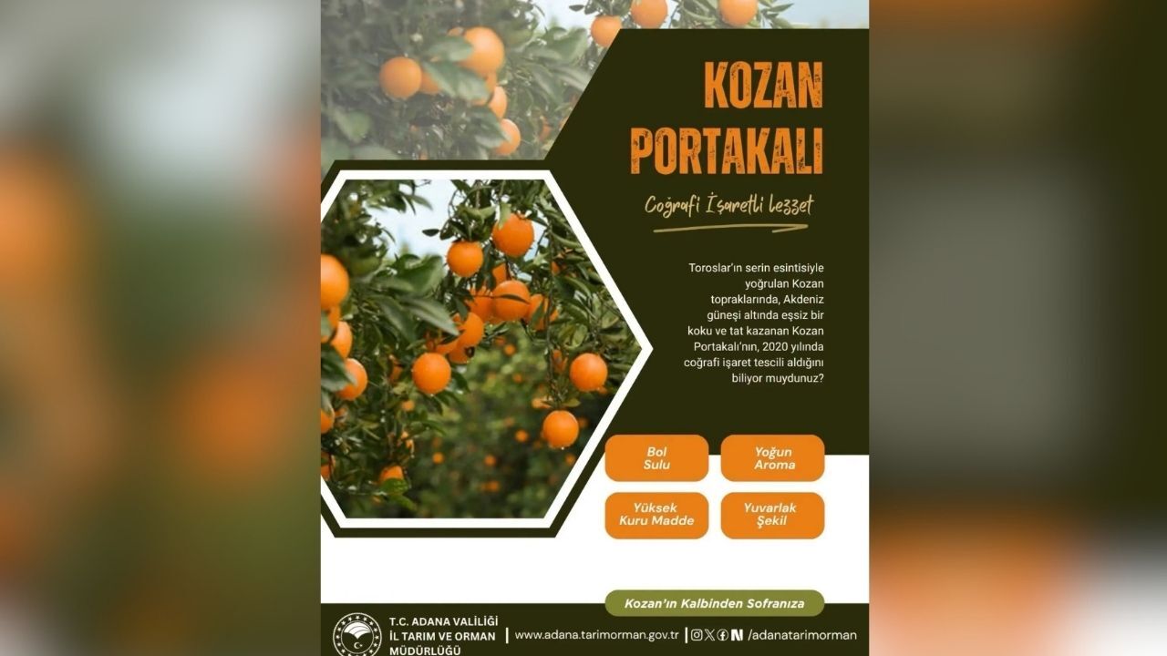 Adana'nın Altın Değeri Kozan Portakalı Coğrafi Işaretle Korunuyor