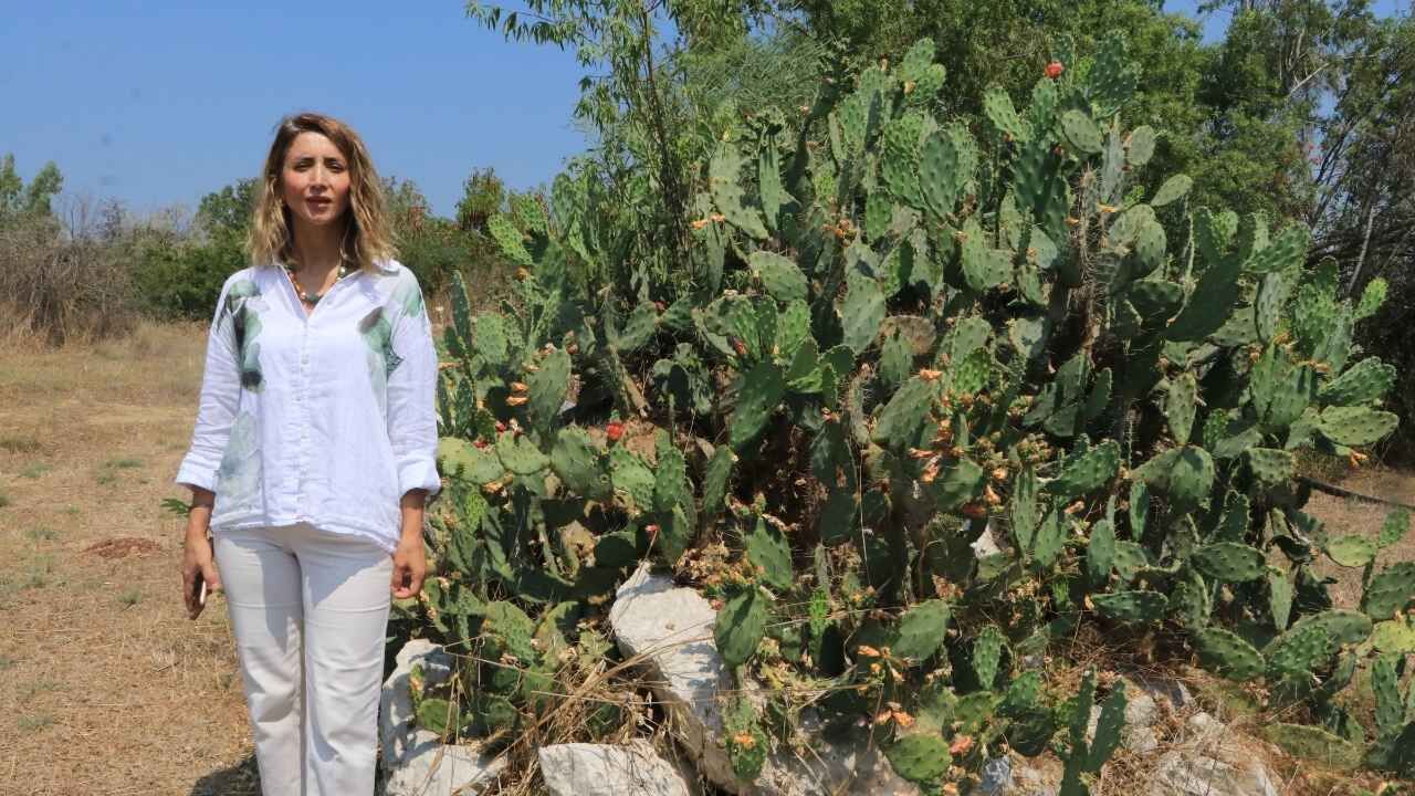 Adana’nın Sıcağı Onlara Yaradı Dev Kaktüsler Ağaç Gibi Oldu