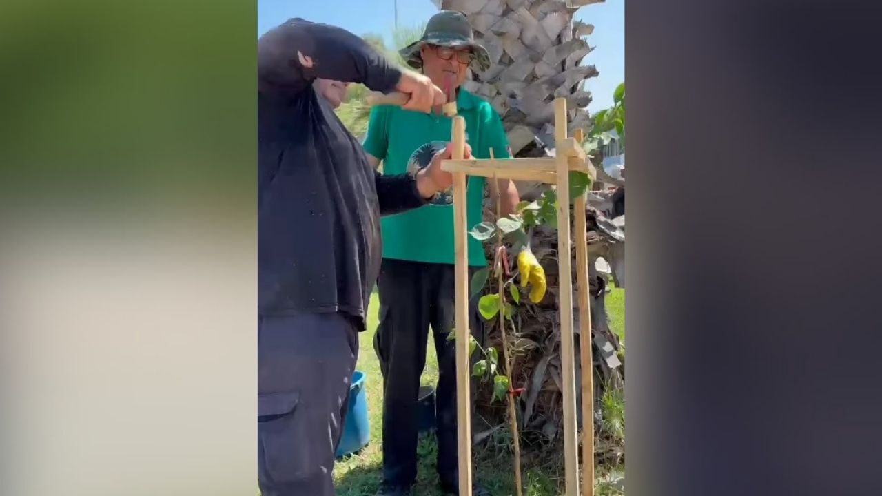 Karataş Belediyesi Ilçe Girişini Begonvillerle Renklendiriyor (1)