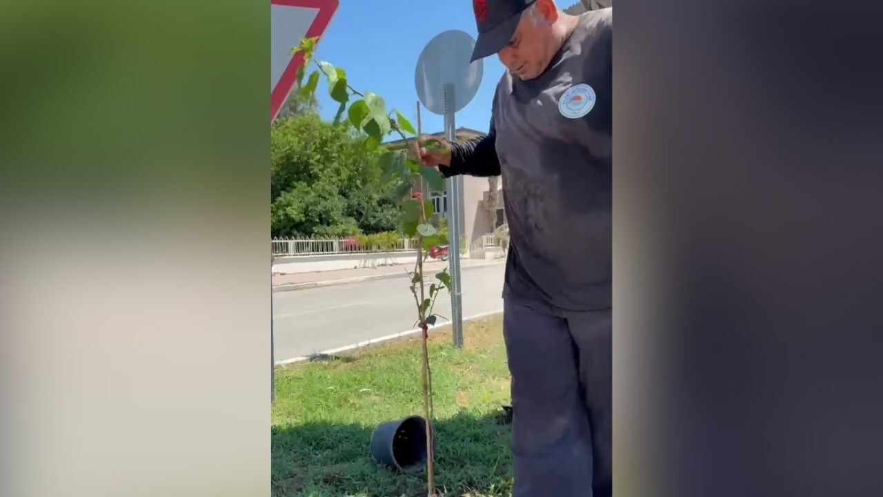 Karataş Belediyesi Ilçe Girişini Begonvillerle Renklendiriyor