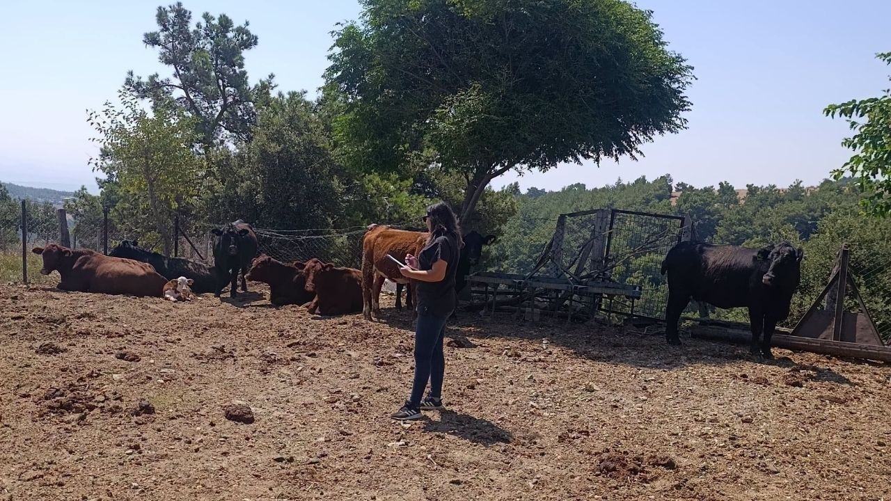 Kozan'da Hayvan Sağlığı Için Yoğun Saha Mesaisi (1)