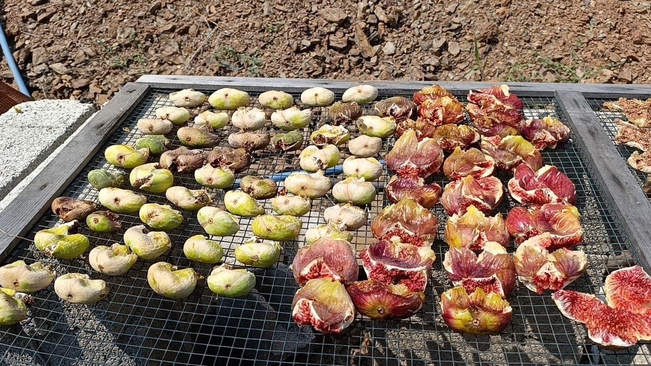 Kozan’da Incir Hasadı Başladı Kilosu 300 Tl’ye Ulaşıyor