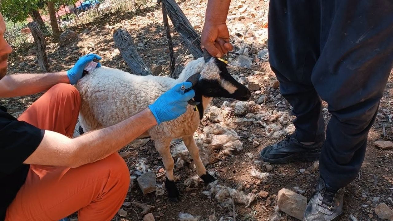 Kozan’da Küçükbaş Hayvanlar Için Sağlık Seferberliği