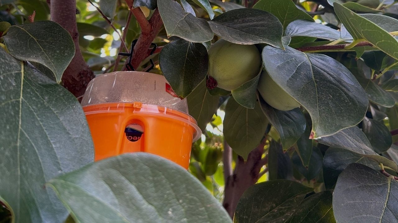 Kozan'da Meyve Üreticilerine Kritik Uyarı