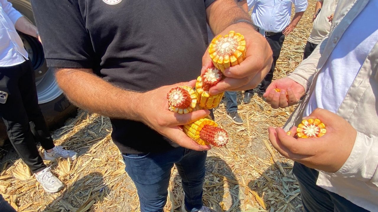 Kozan’da Mısır Ve Ayçiçeği Çeşitleri Mercek Altında (1)