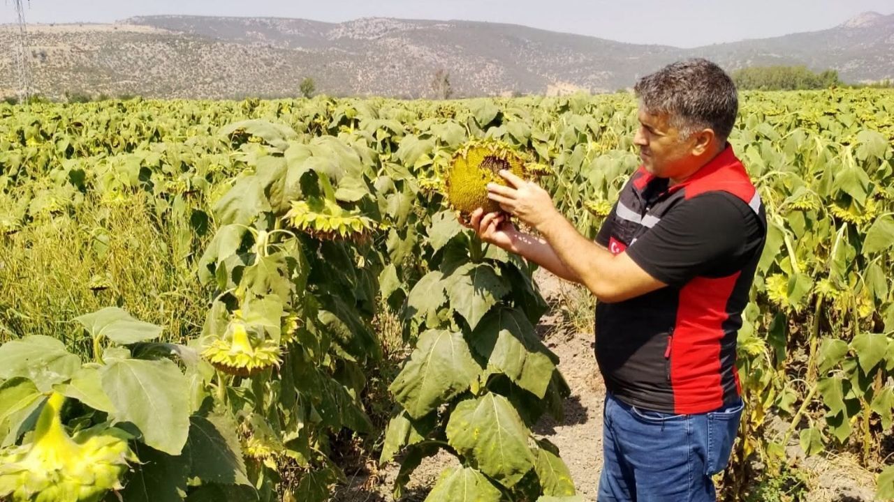 Kozan’da Tarım Alanlarında Hastalık Ve Zararlı Denetimi