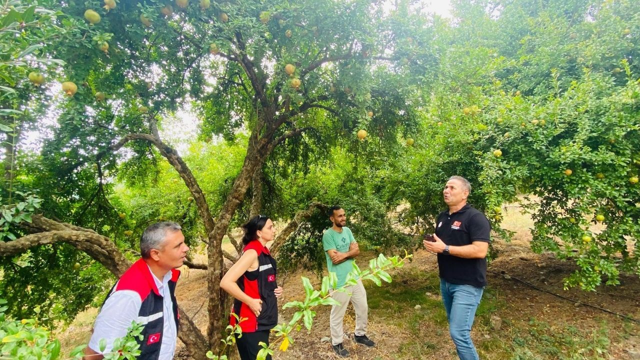 Kozan’ın Gözde Ürünü Kuytucak Narı Yerinde Incelendi (2)