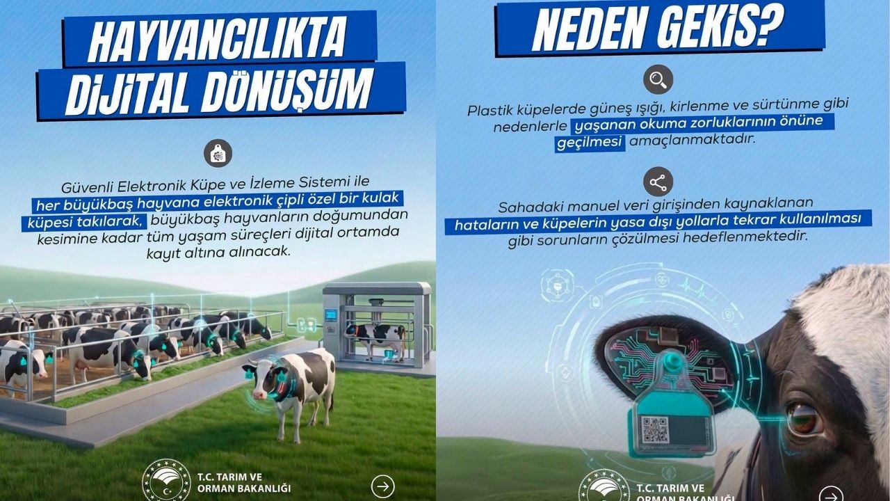 Küpe Değişiyor, Hayvancılık Dijitalleşiyor! Yeni Sistem Neleri Getirecek