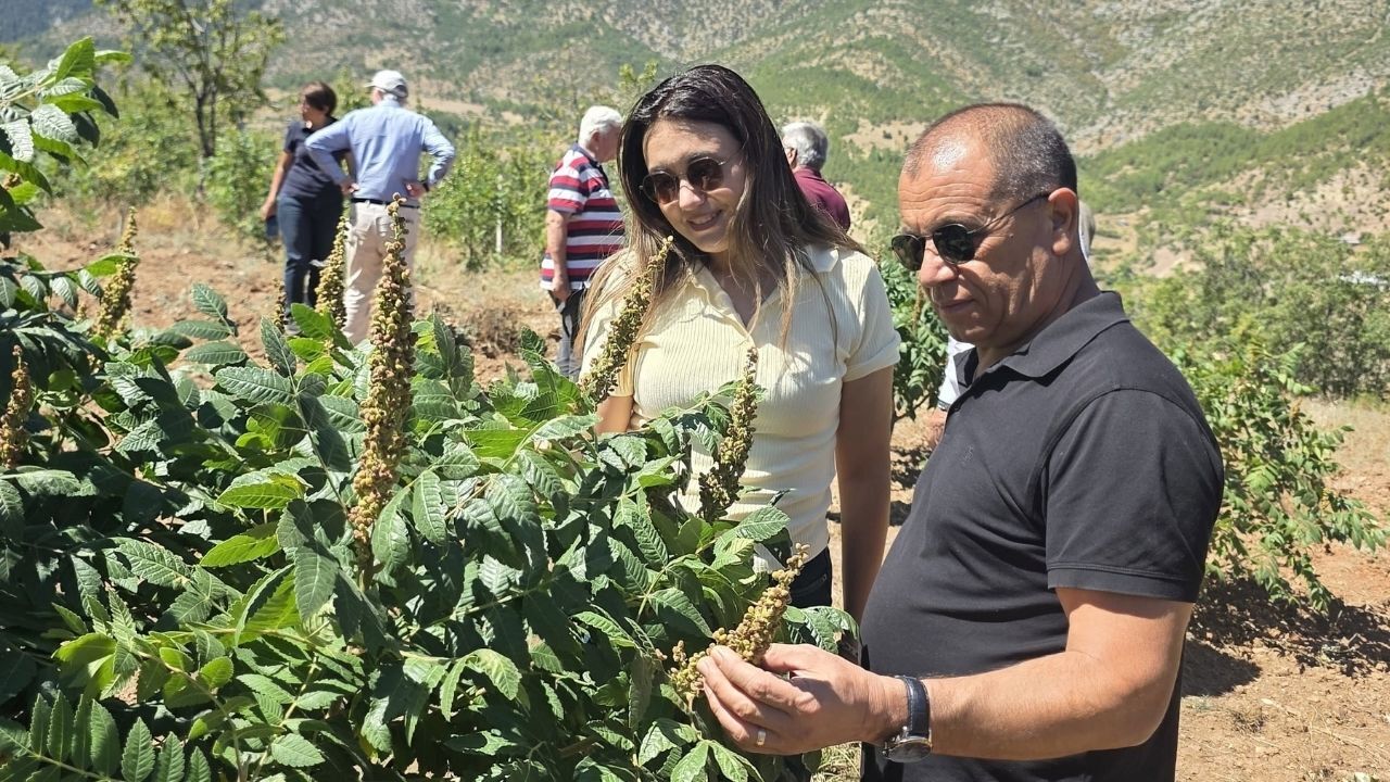 Saimbeyli Sumağı Için Sahada Inceleme (1)