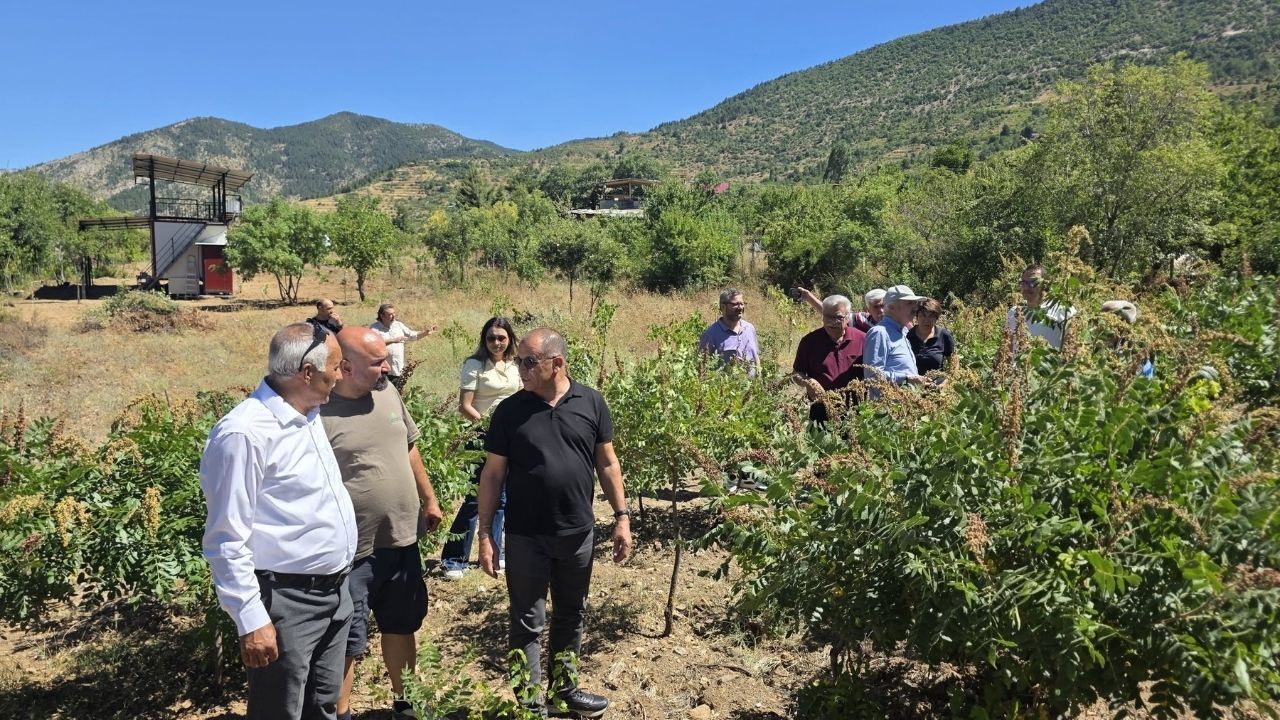Saimbeyli Sumağı Için Sahada Inceleme (2)