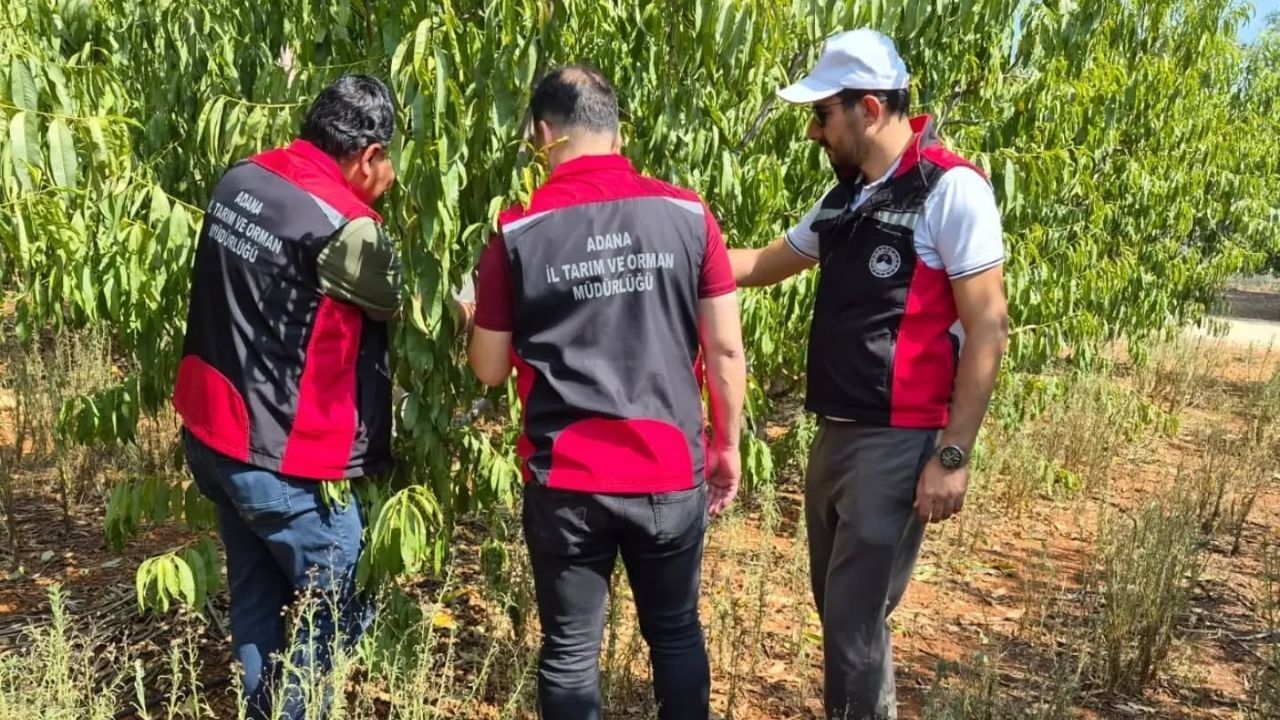 Sarıçam’da Tarla Ve Bahçelerde Kontroller Sürüyor