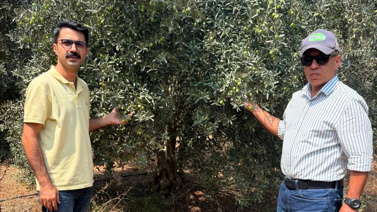 Seyhan’da Zeytin Rekoltesi Için Saha Çalışması (1)