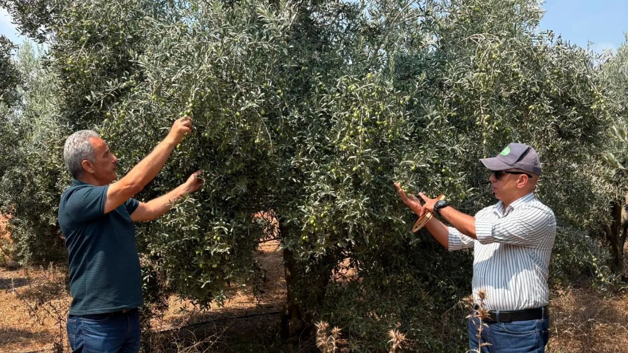 Seyhan’da Zeytin Rekoltesi Için Saha Çalışması