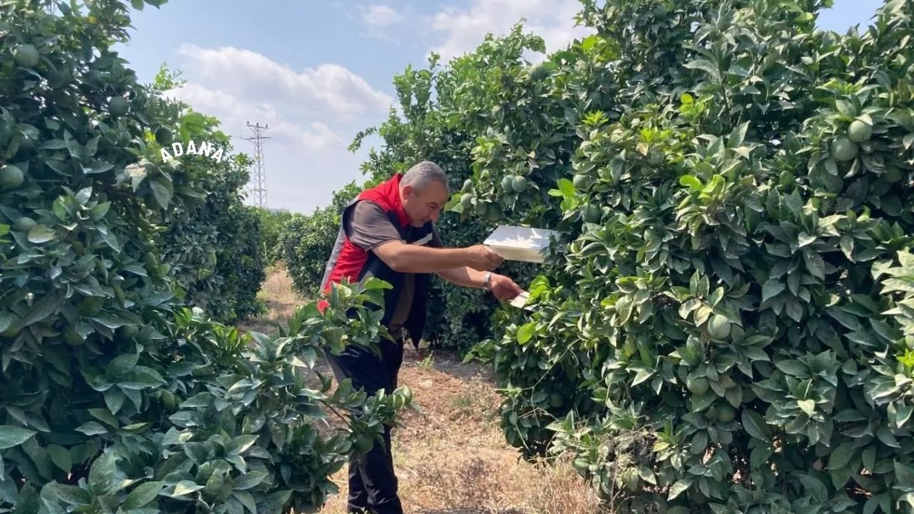 Tarım Ekiplerinden Sarıçam’da Kapsamlı Saha Çalışması (2)