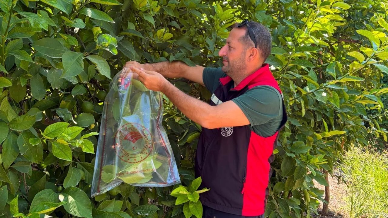 Turunçgil Bahçelerinde Hastalık Ve Zararlı Taraması