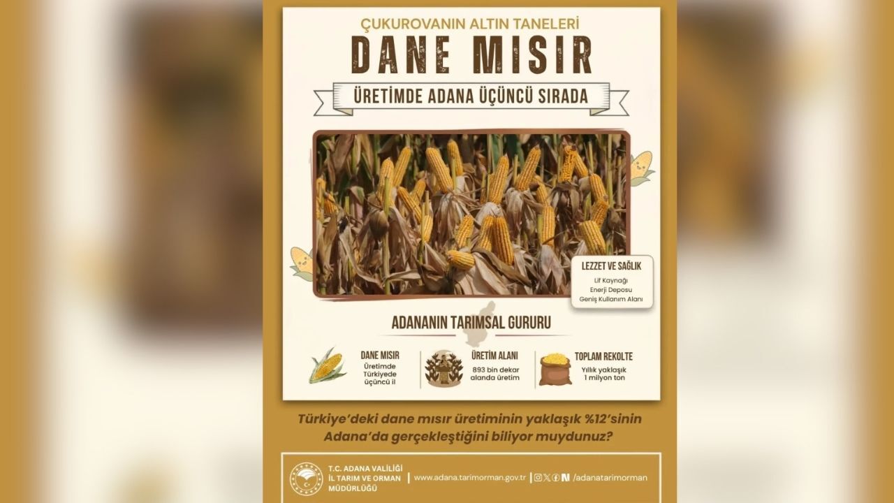 Adana Dane Mısır Üretiminde Türkiye Üçüncüsü