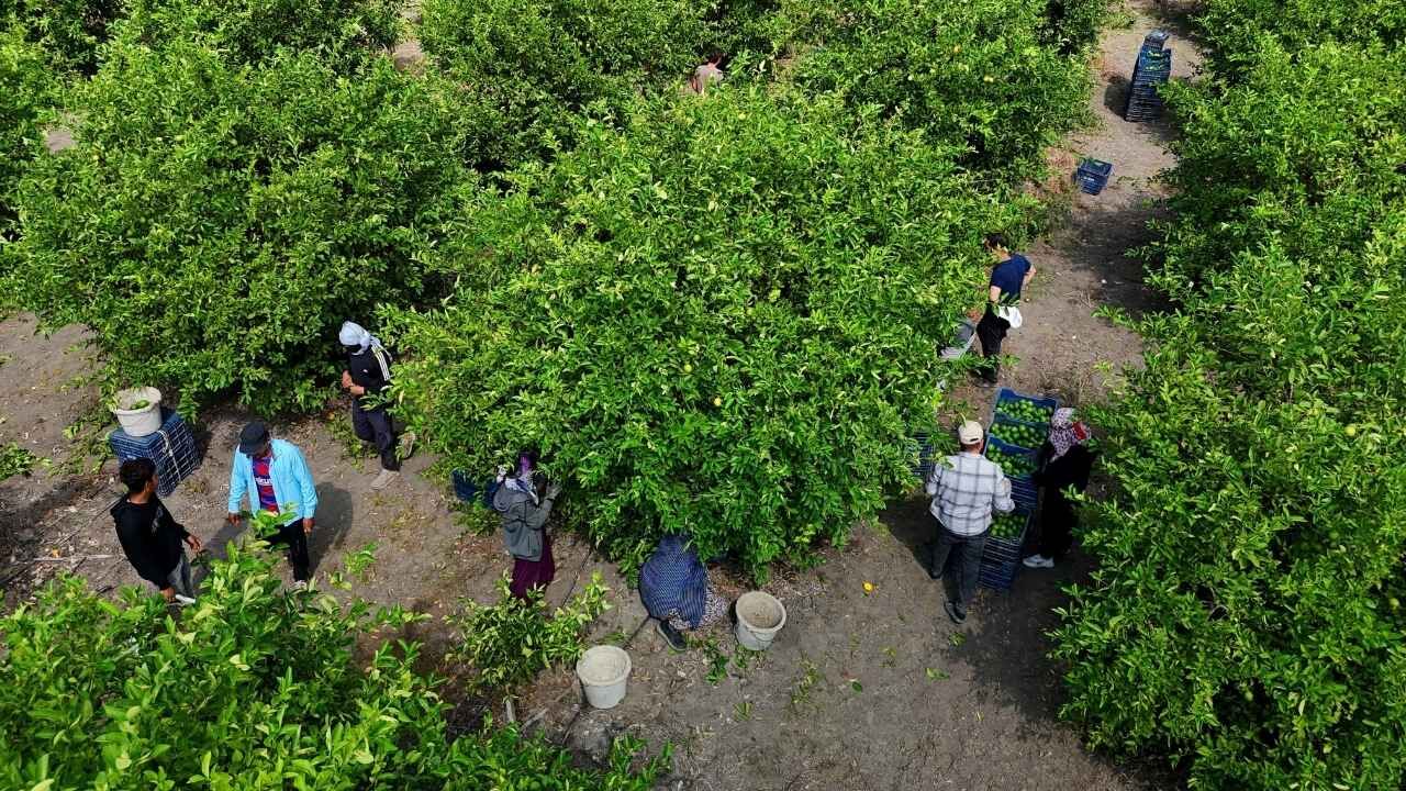 Adana Limonunda Rusya Çıkmazı Gemiler Gitmeyince Hasat Yavaşladı (1)