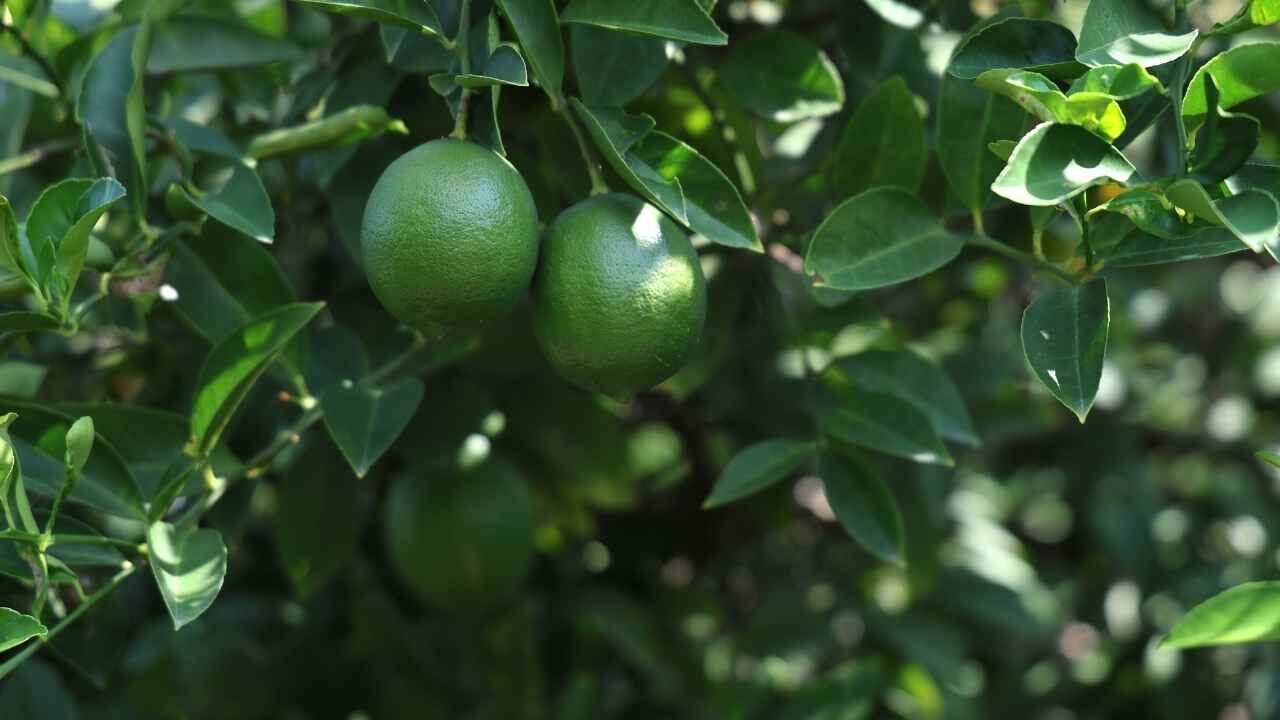 Adana Limonunda Rusya Çıkmazı Gemiler Gitmeyince Hasat Yavaşladı (2)
