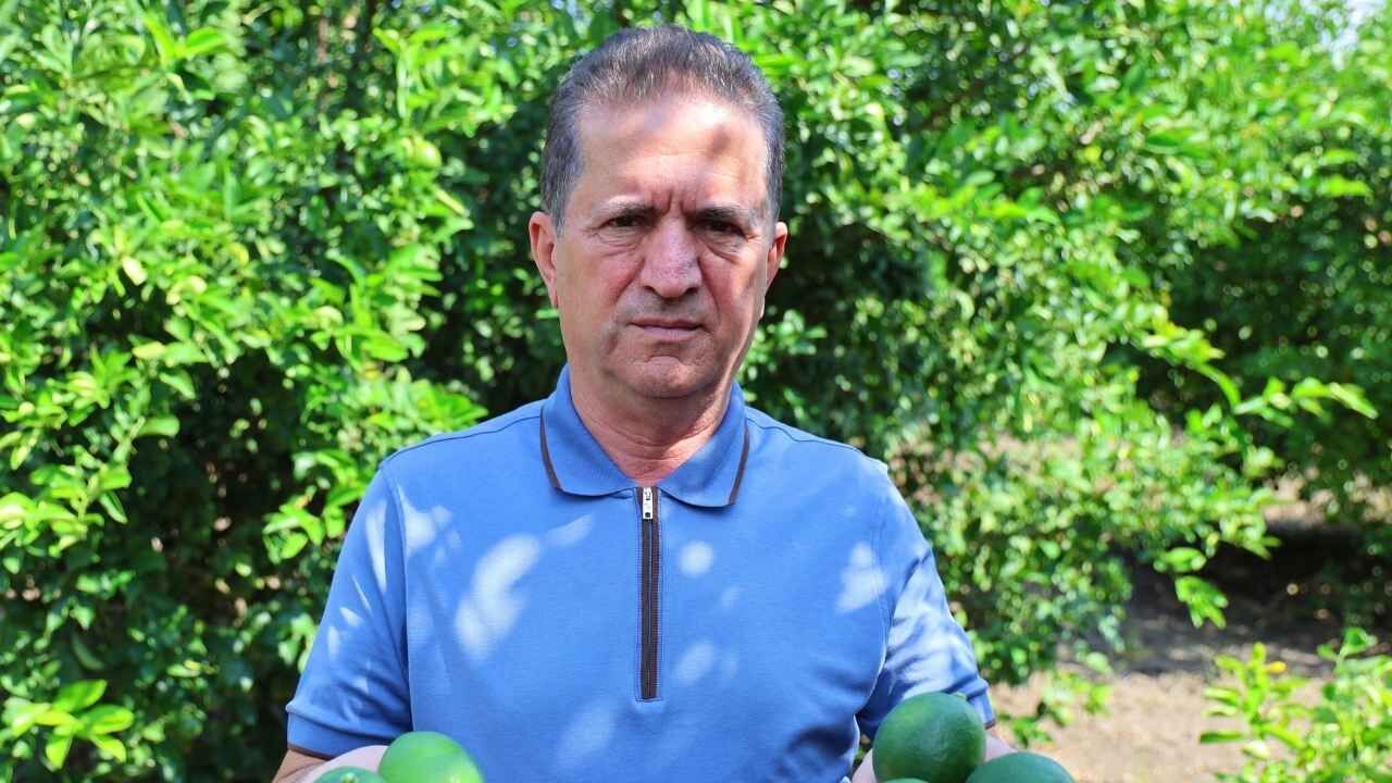 Adana Limonunda Rusya Çıkmazı Gemiler Gitmeyince Hasat Yavaşladı