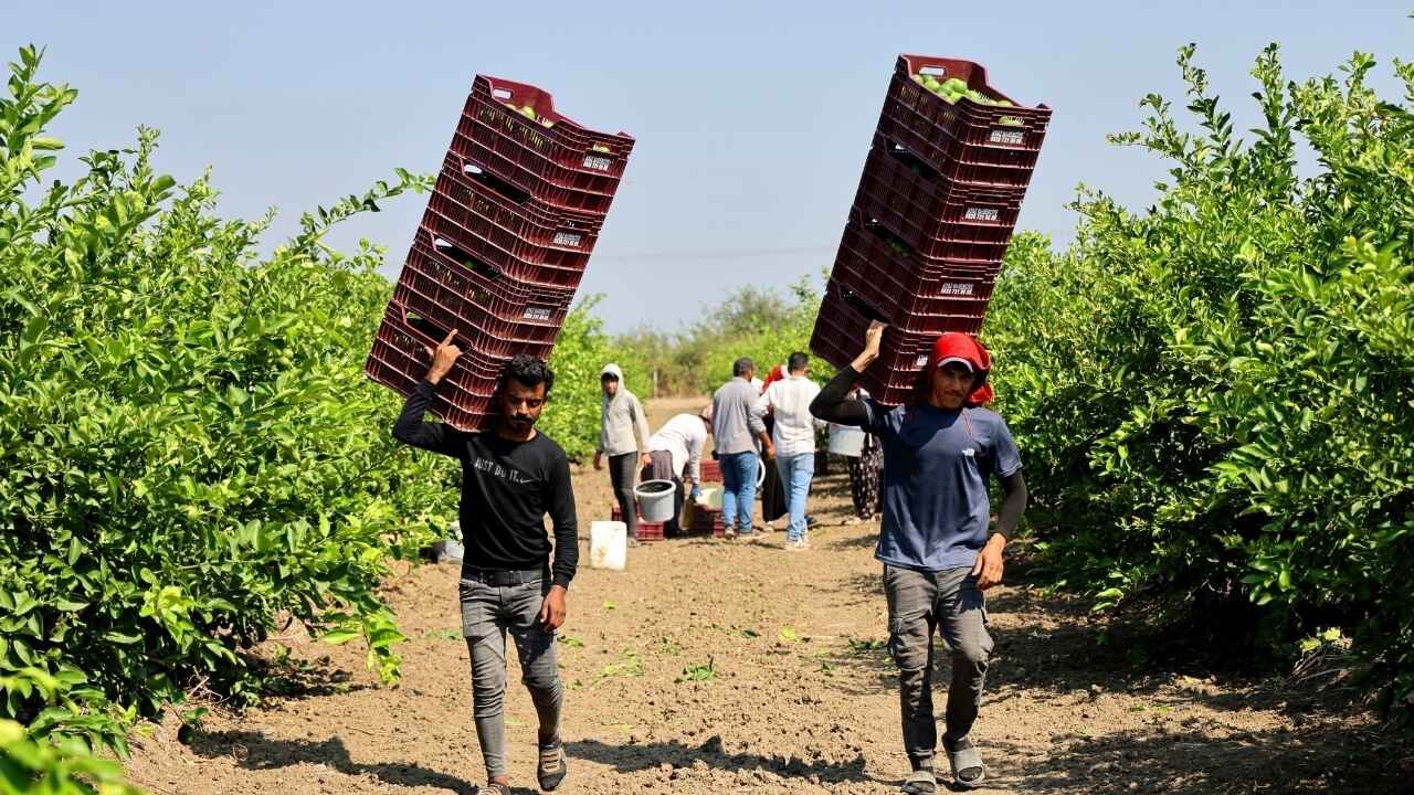Adana’da tarım işçisi yevmiyesi belli oldu: Günlük ücret 1.613 TL