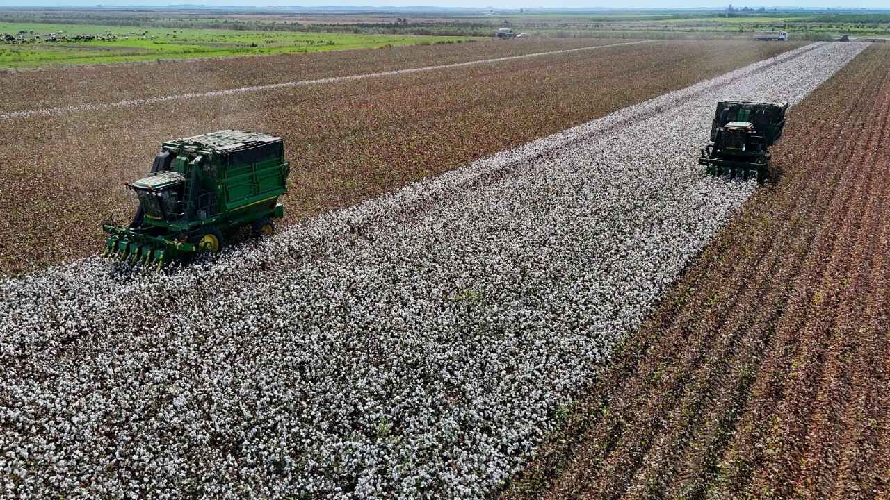 Adana’da ‘beyaz altın’ hasadı başladı: Pamuk tarlada 40 liradan alıcı buluyor
