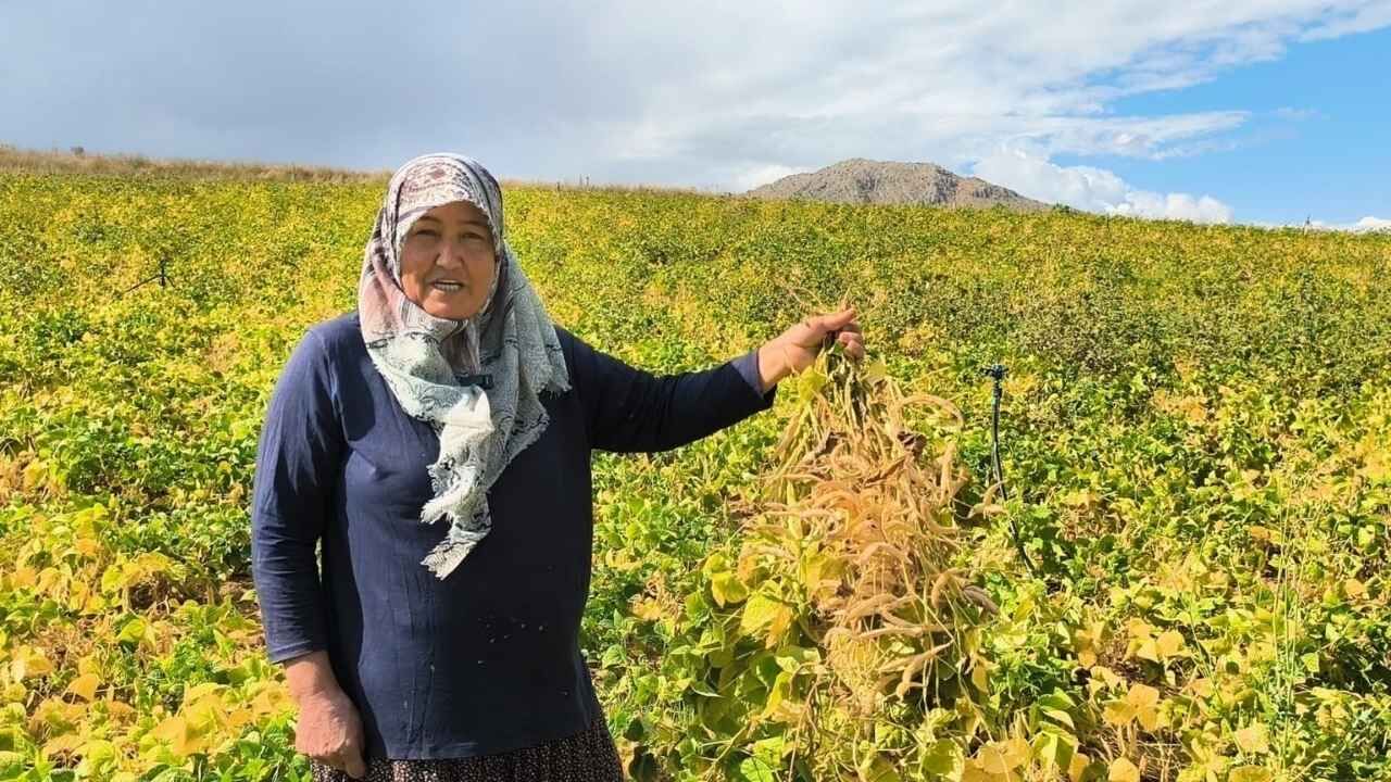 Adana’da Fasulye Hasadı Başladı Tarlada Kilosu 125 Tl’yi Buluyor (1)