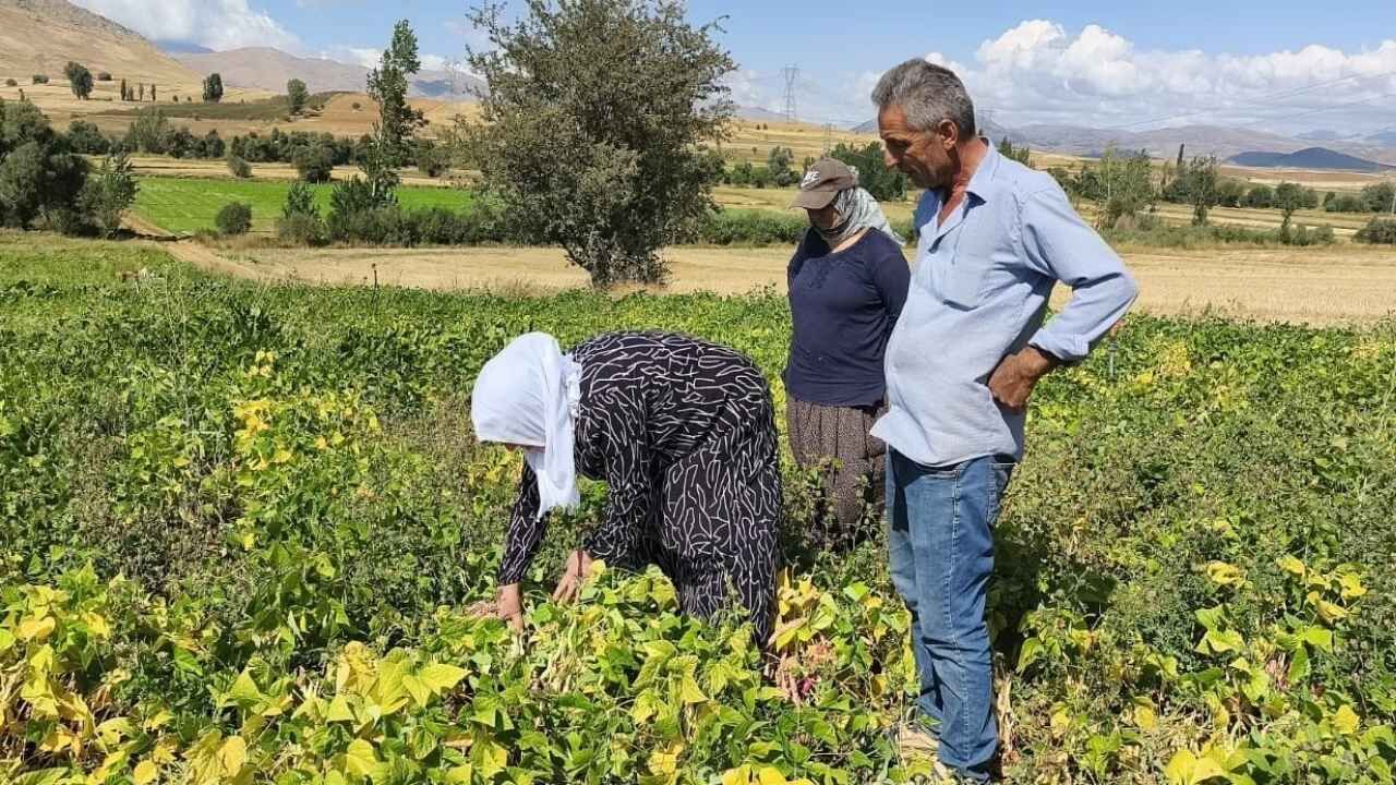 Adana’da Fasulye Hasadı Başladı Tarlada Kilosu 125 Tl’yi Buluyor