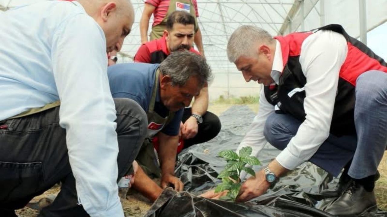 Adana’da kahve üretimi için ilk adımlar atıldı