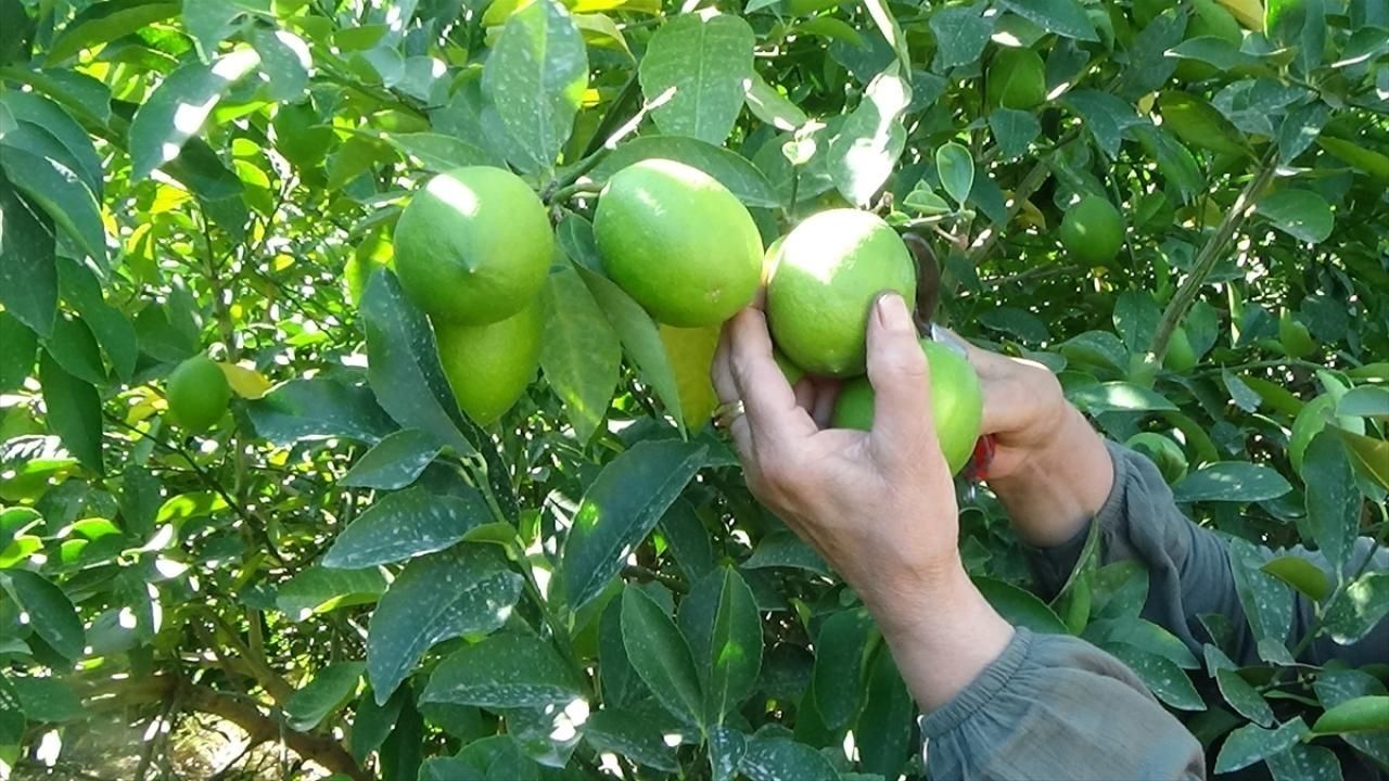 Adana’da limon hasadı için tarih belli oldu