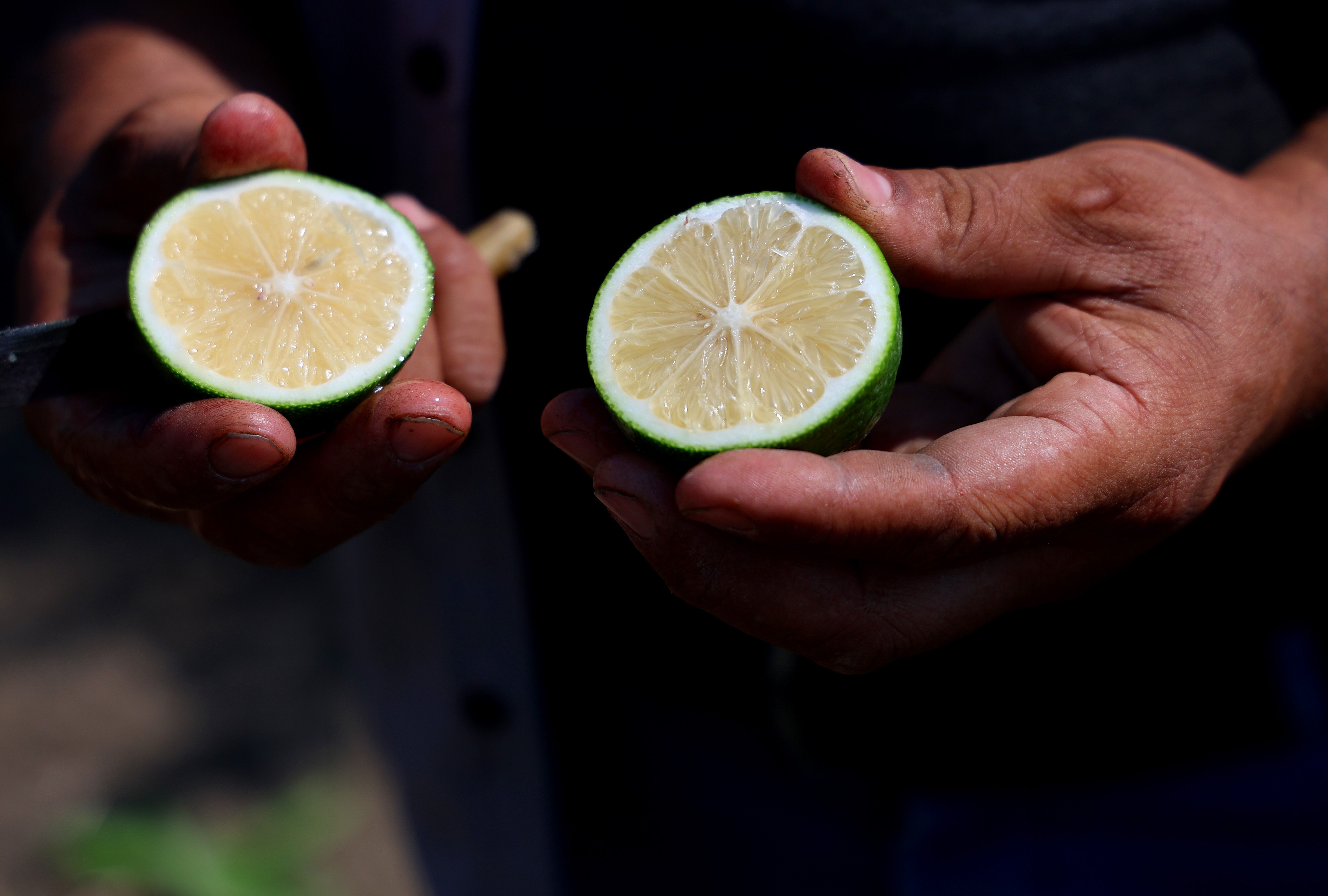 Adana'da Mayer Limon Hasadı Başladı (1)-1