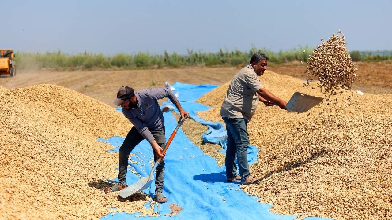 Adana'da Yer Fıstığı Hasadı Başladı 135 Bin Ton Rekolte Bekleniyor (1)