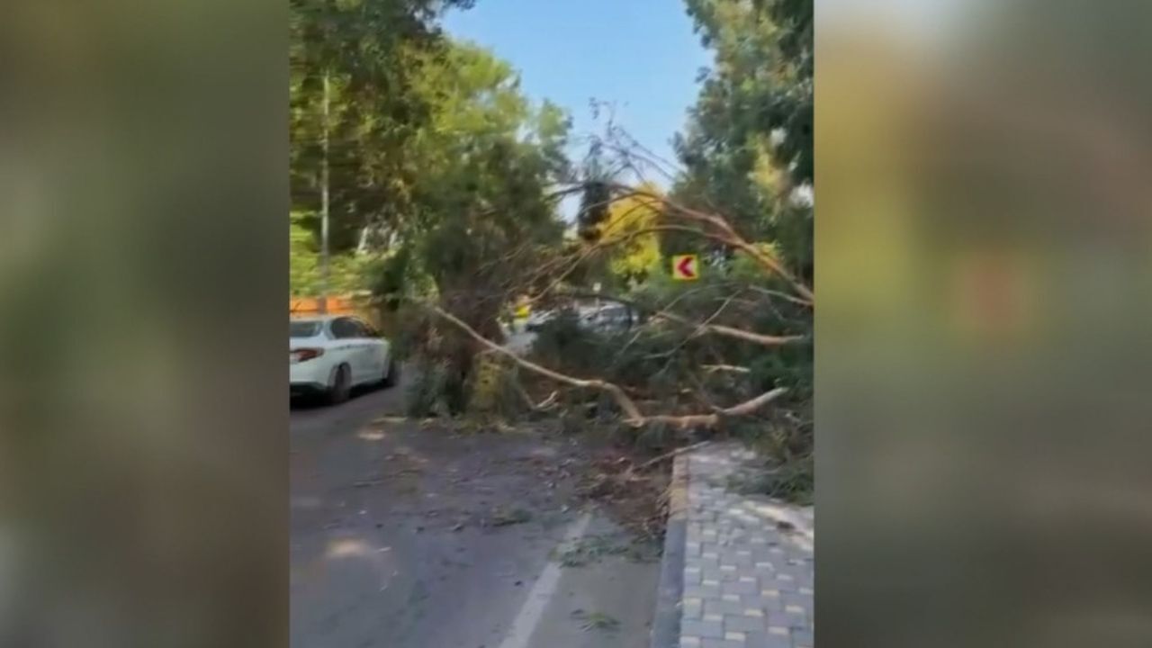 Adana'da Yola Devrilen Ağacı Trafik Polisleri Ve Vatandaşlar Kaldırdı