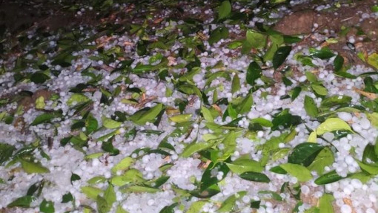 Barut Çiftçilerin Zararları Bir An Önce Karşılansın