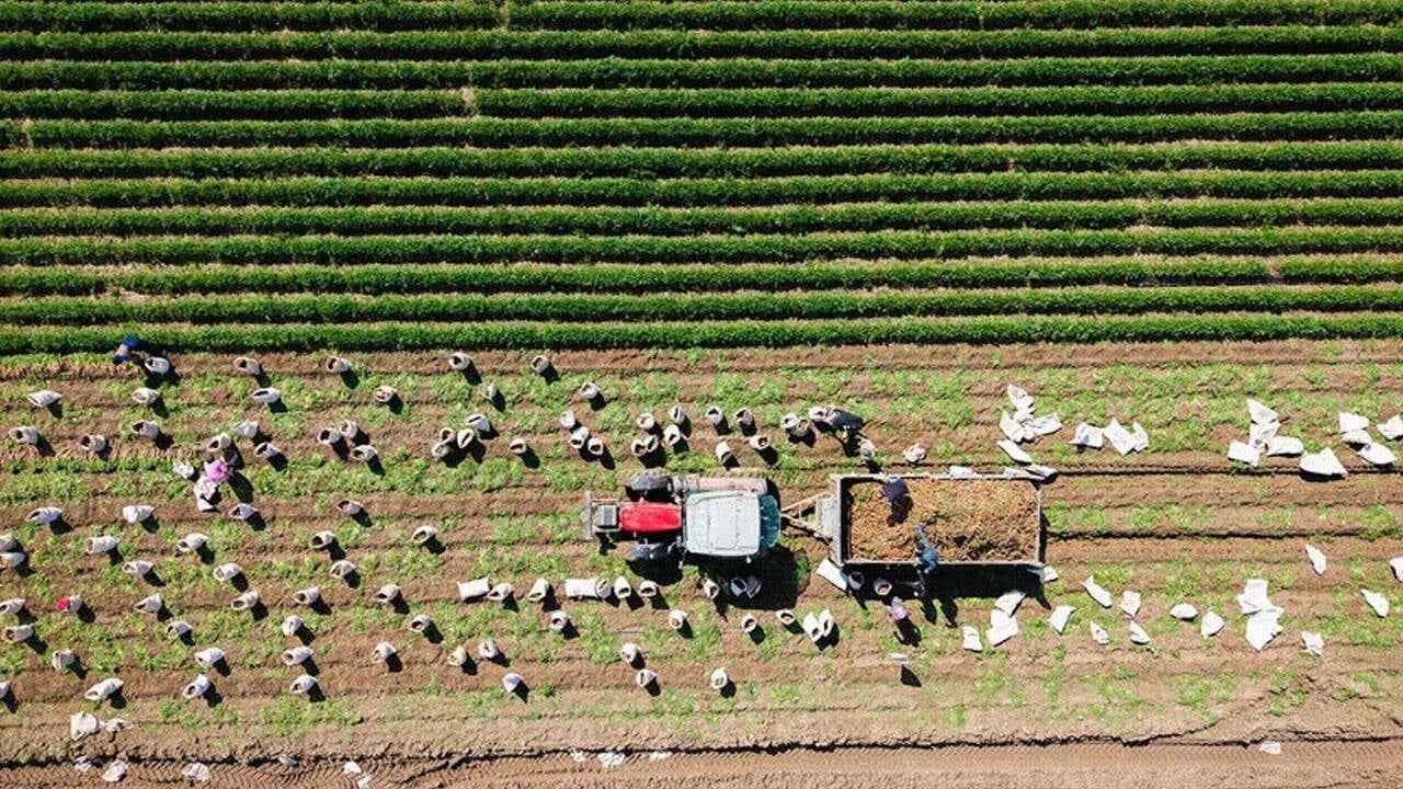 Bitkisel üretim destekleri artırıldı: 2027 tutarları belli oldu