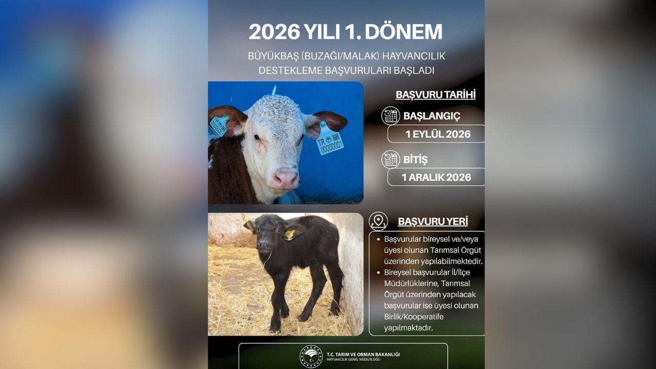 Buzağı Ve Malak Desteği Başvuruları Başladı