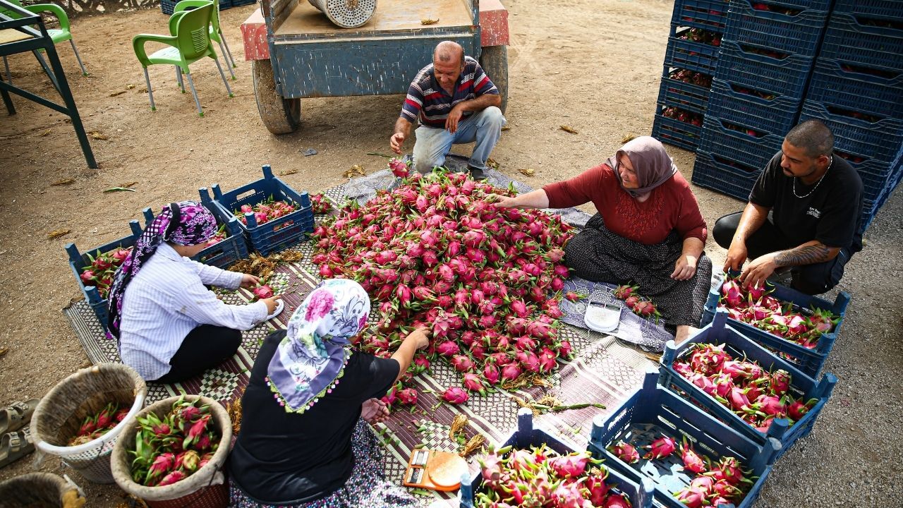 Çiftçi desteğiyle kurdu, ejder meyvesinde üretimi büyüttü