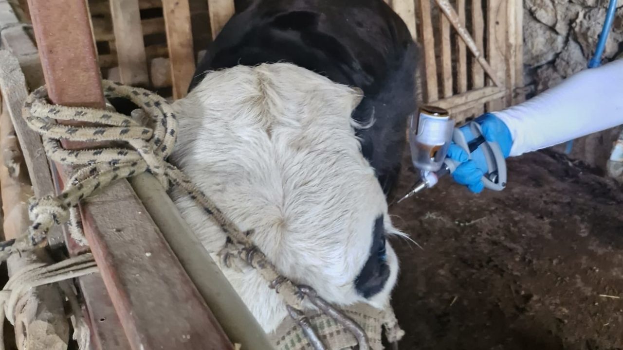 Feke’de Hayvan Sağlığı Ekiplerin Takibinde (1)