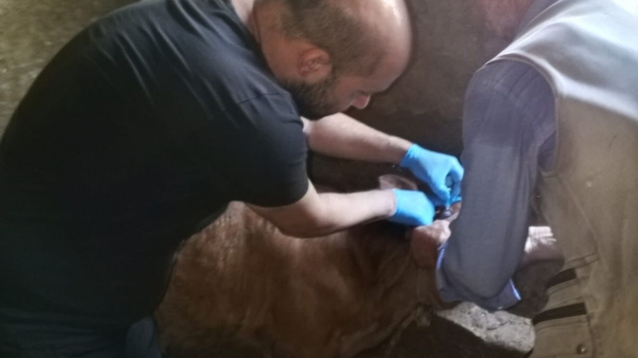 Feke’de Hayvan Sağlığı Ekiplerin Takibinde (2)