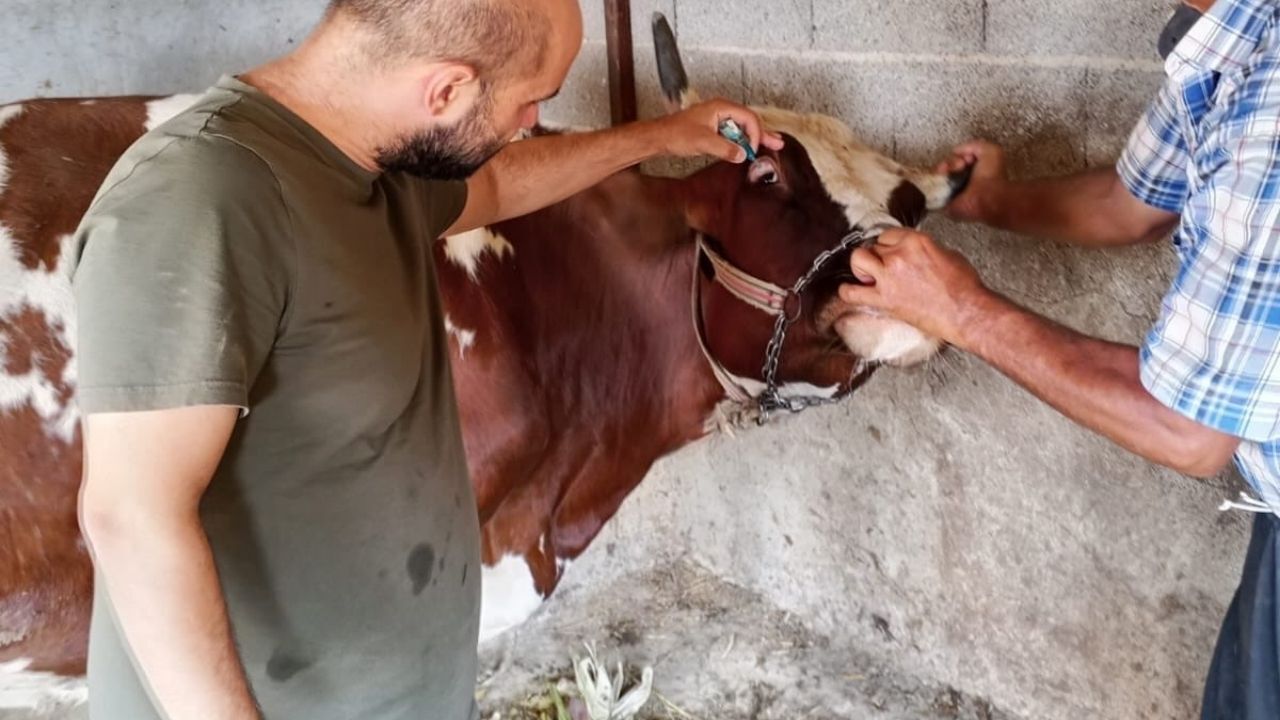 Feke’de Hayvanlar Tek Tek Kayıt Altına Alınıyor (2)