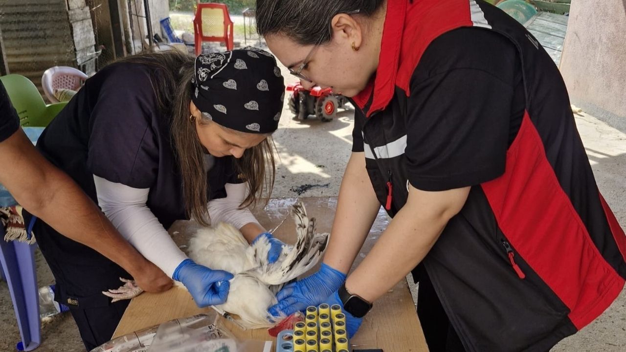 Feke’de Kanatlı Hayvanlara Sağlık Taraması (2)