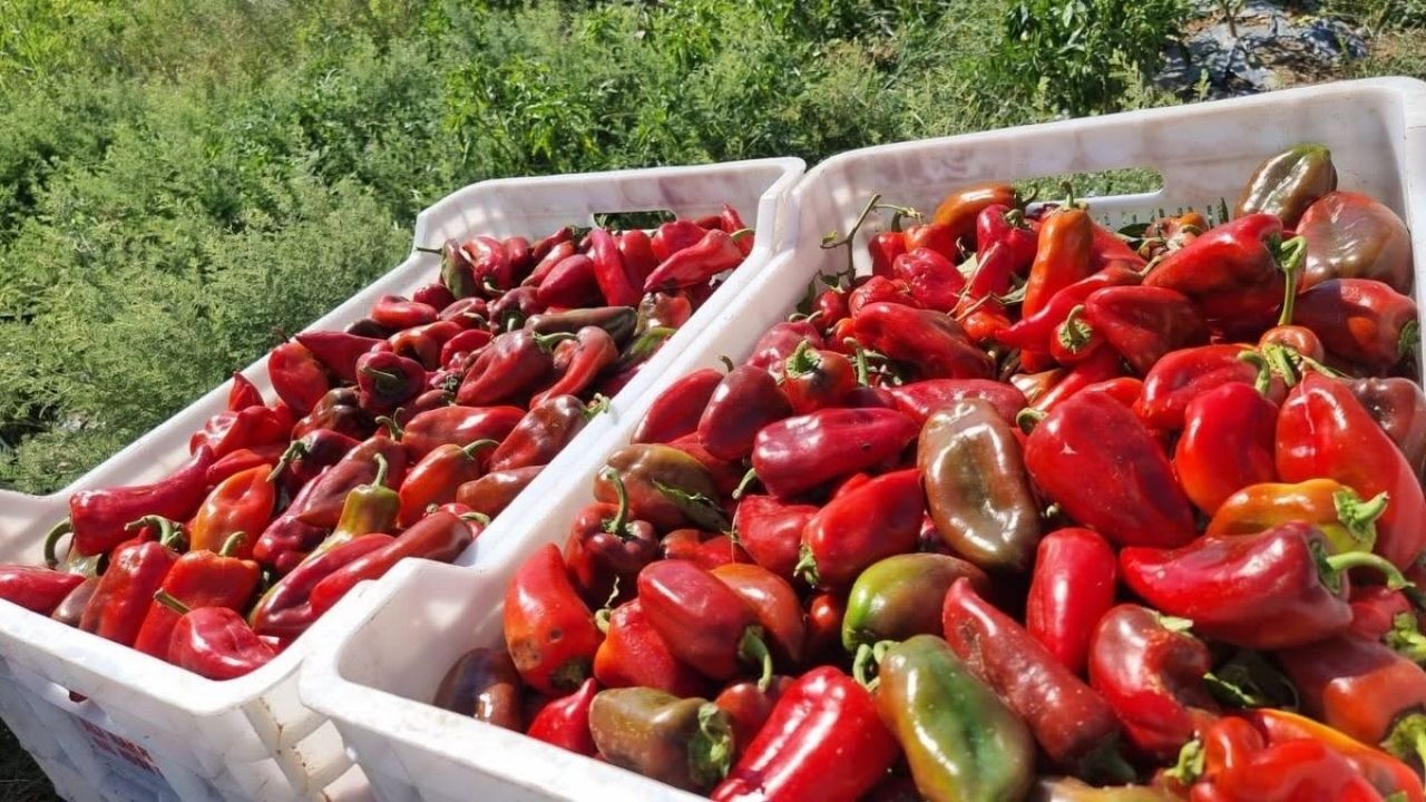 Kapya Biber Hasadı Sarıçam’da Başladı (2)