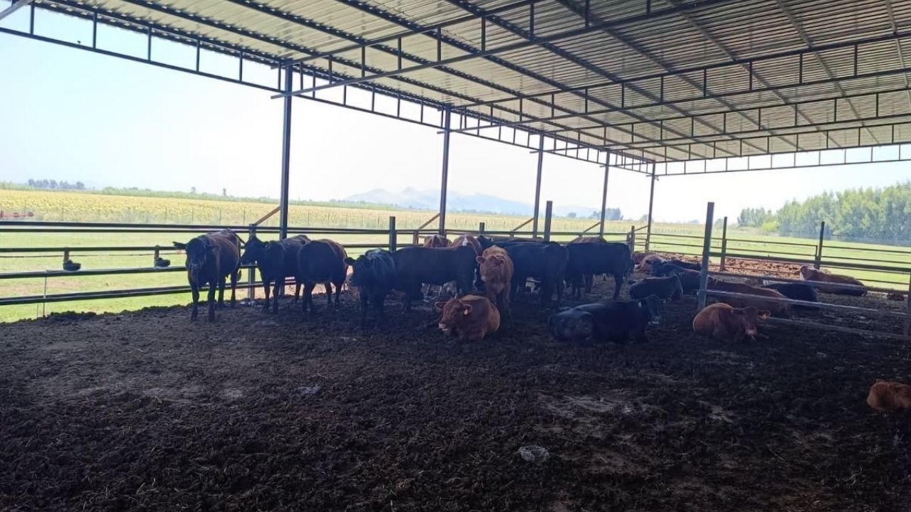 Kozan’da Hayvancılık Işletmelerine Sağlık Taraması (1)