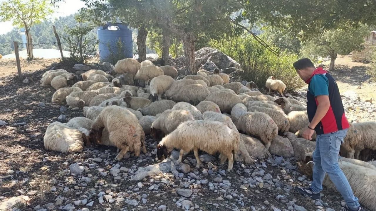 Kozan’da Hayvancılık Işletmelerine Sağlık Taraması