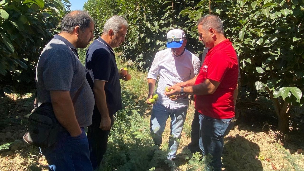 Kozan’da Üreticilere Akdeniz Meyve Sineği Uyarısı (1)