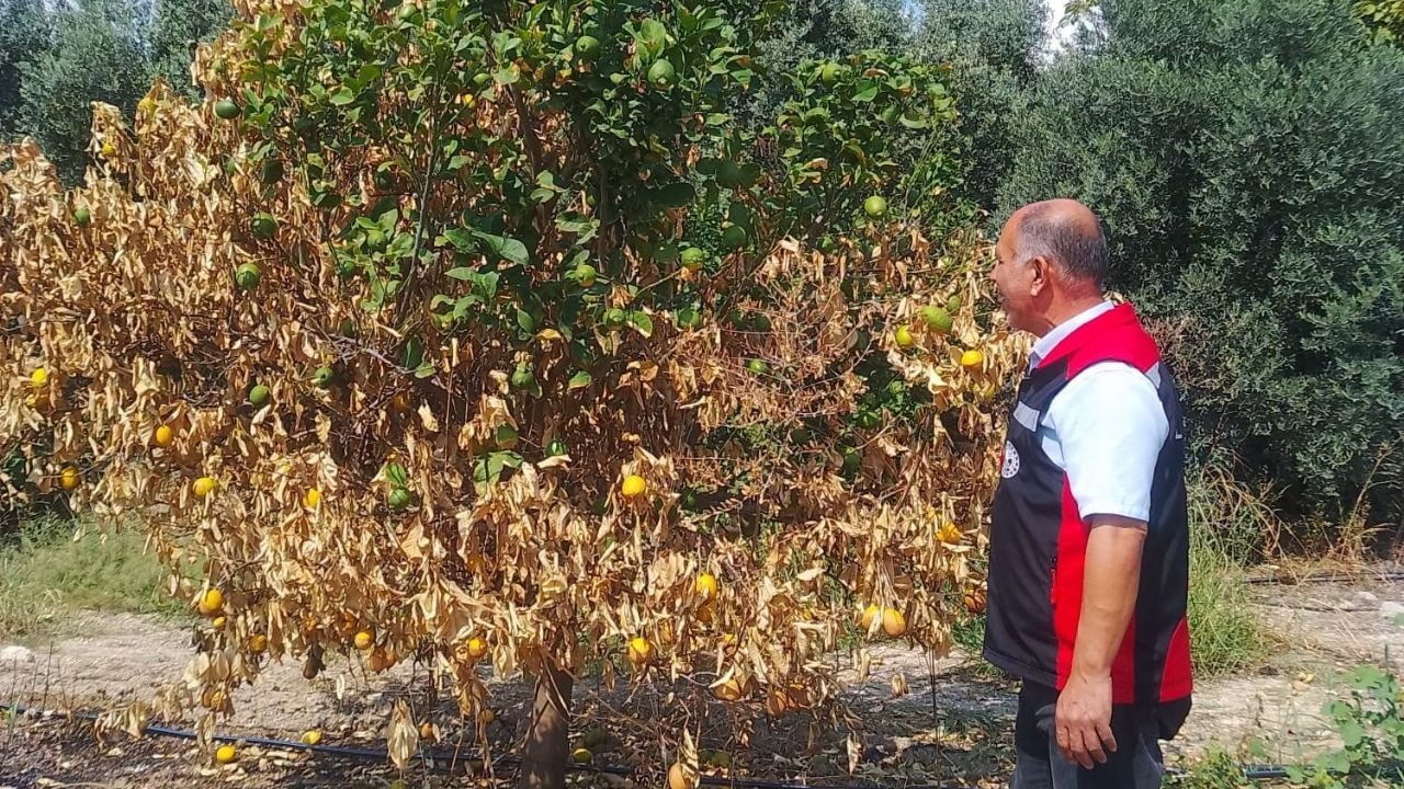 Kozan’da Üreticinin Sorununa Yerinde Çözüm (2)