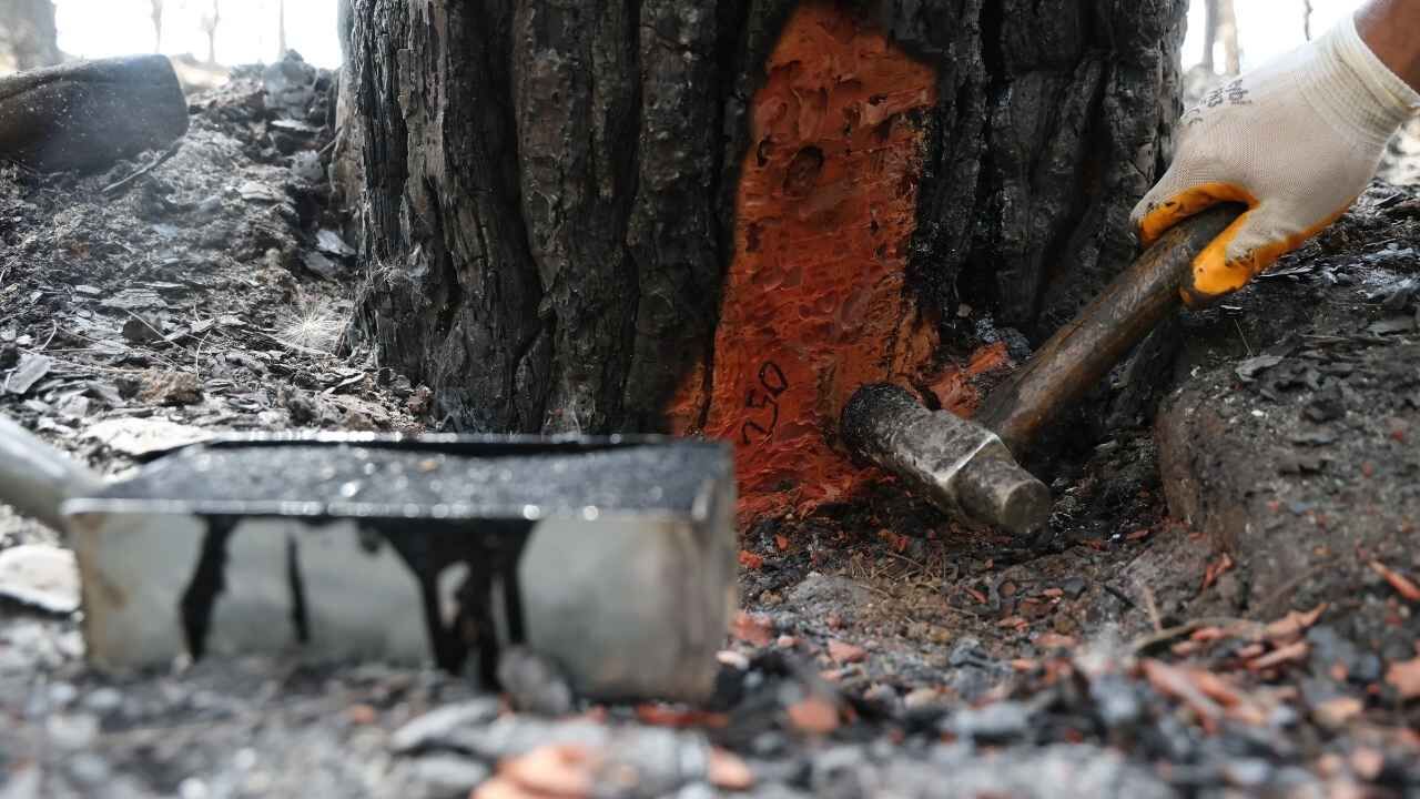 Kozan’da Yanan 5 Bin 903 Hektarlık Orman Alanı Yeniden Ağaçlandırılacak