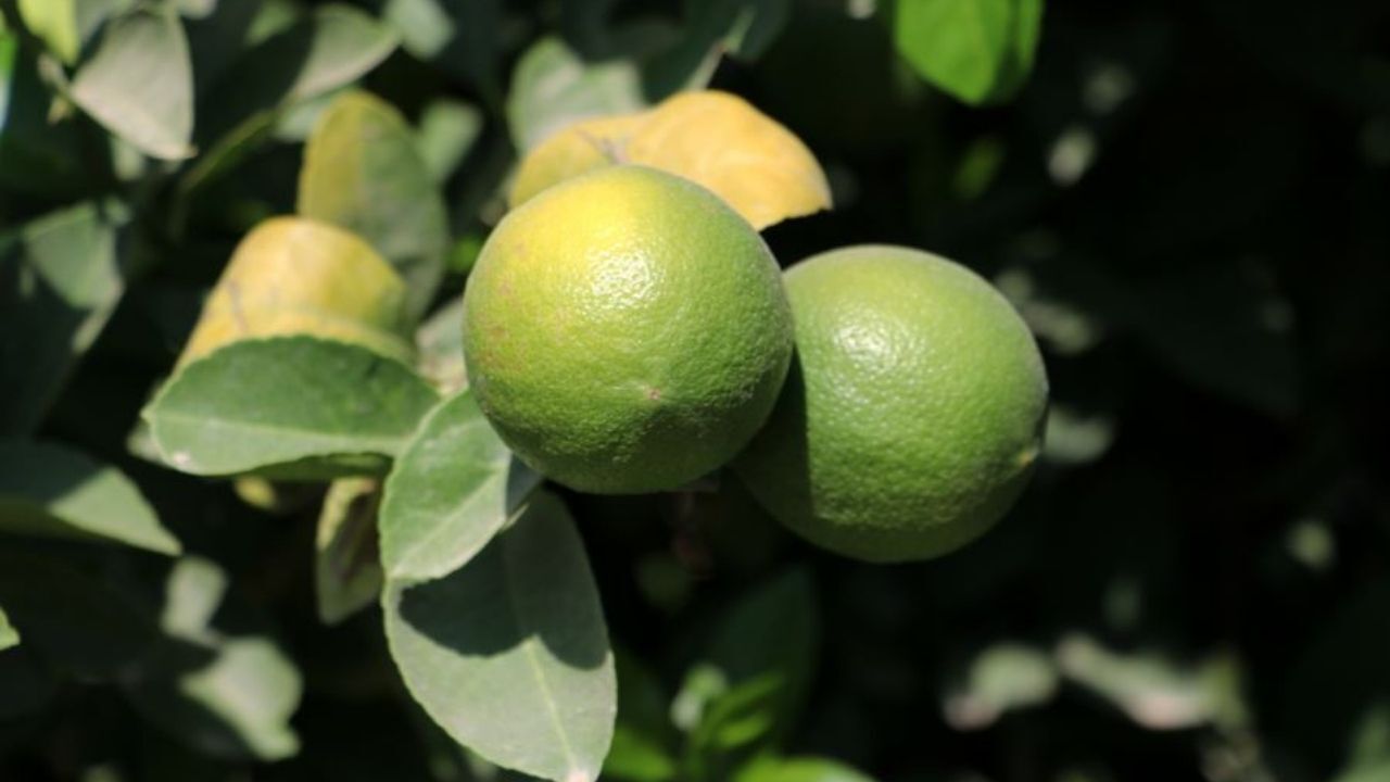 Limon üreticileri için kritik tarih açıklandı