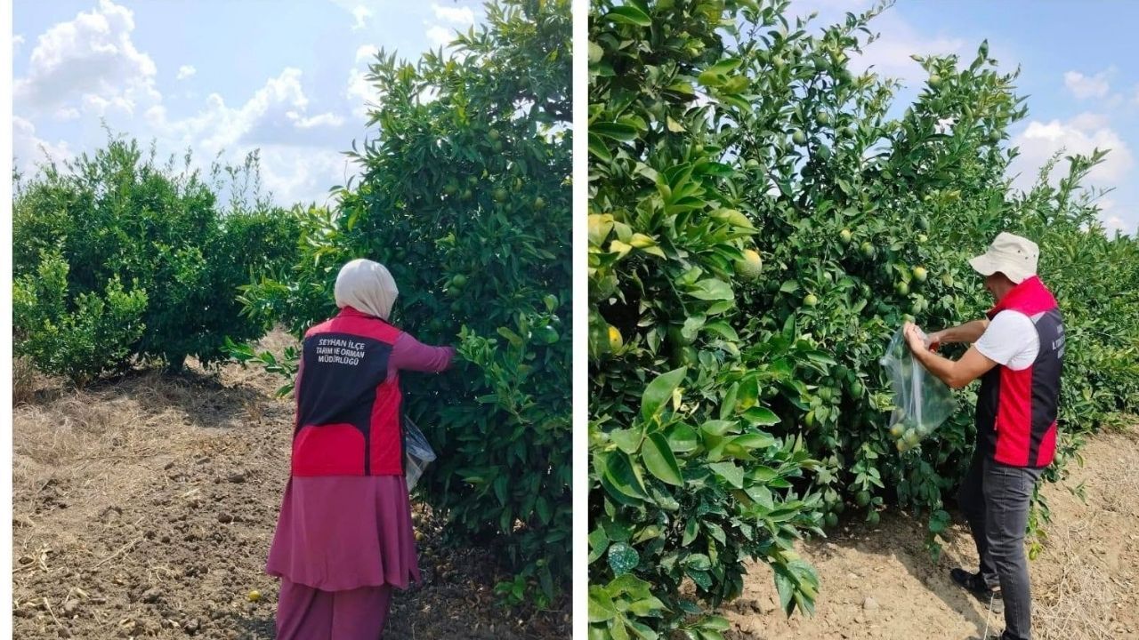 Narenciye Bahçelerinde Kalıntı Denetimi Başladı (1)